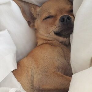 Meet your Posher, Elisabeth